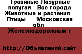 Травяные Лазурные попугаи - Все города Животные и растения » Птицы   . Московская обл.,Железнодорожный г.